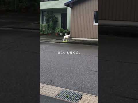 「ヨンと鳴く犬」が出演するCMを公開します #Shorts – youtube